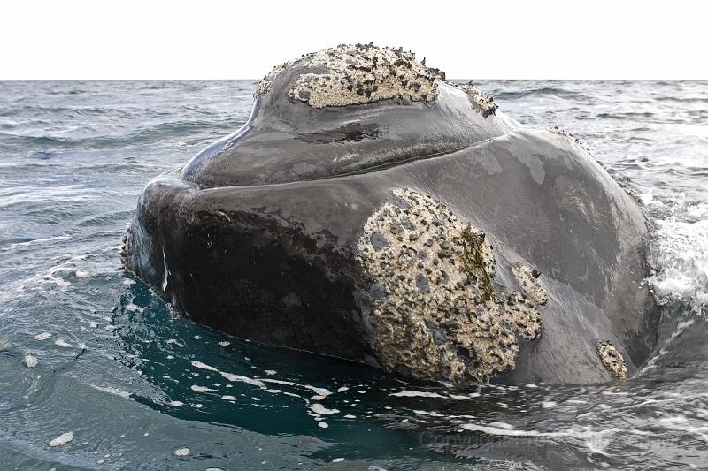 20071209 152253 D200 c3600x2400.jpg - Right whale at Puerto Piramides, Argentina